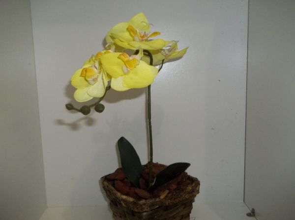 Orquídea Amarela